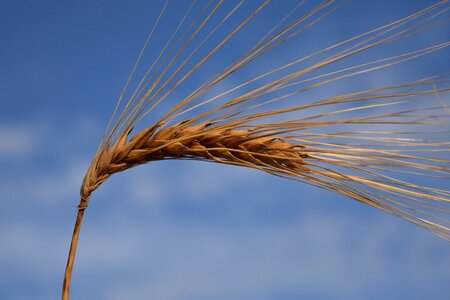 Nature grain agriculture