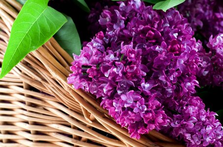 Flowering without lilak violet