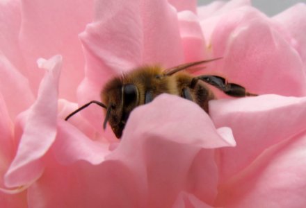Biene In Rose (187181263)