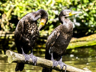 Water bird nature animal