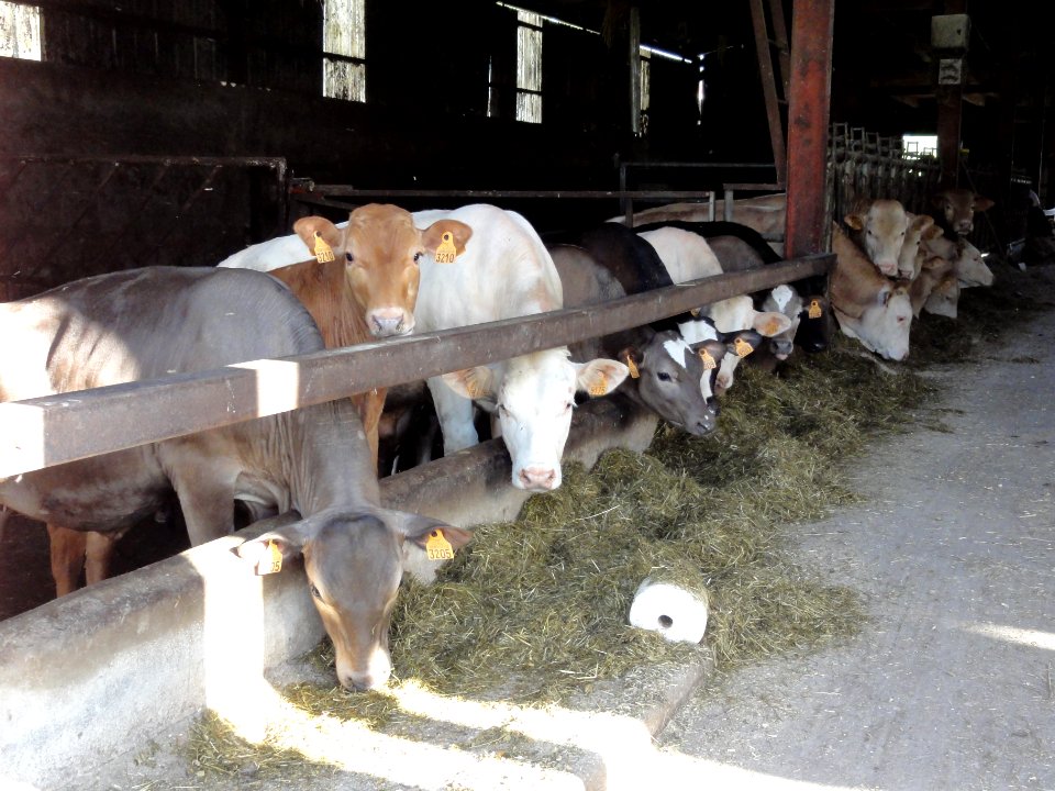 Bienville-la-Petite (M-et-M) vaches à l'étable