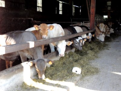 Bienville-la-Petite (M-et-M) vaches à l'étable