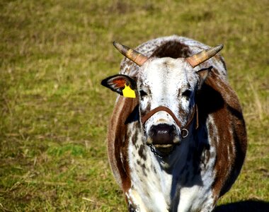 Pasture graze simmental cattle photo