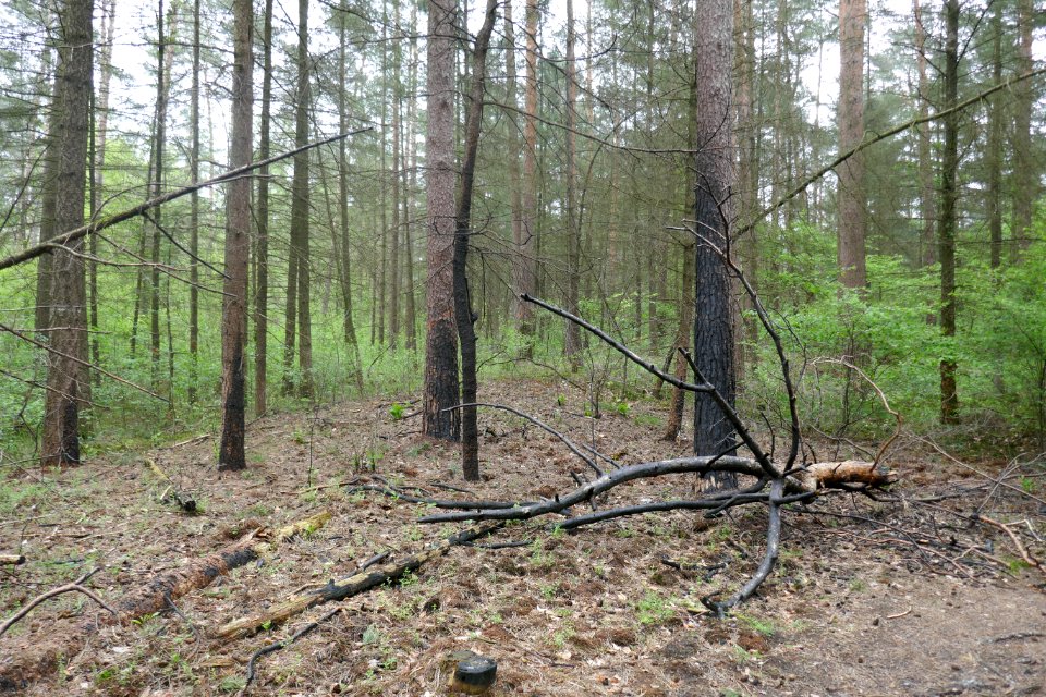 Bielefeld - NSG Sprungbach Oberlauf - 13
