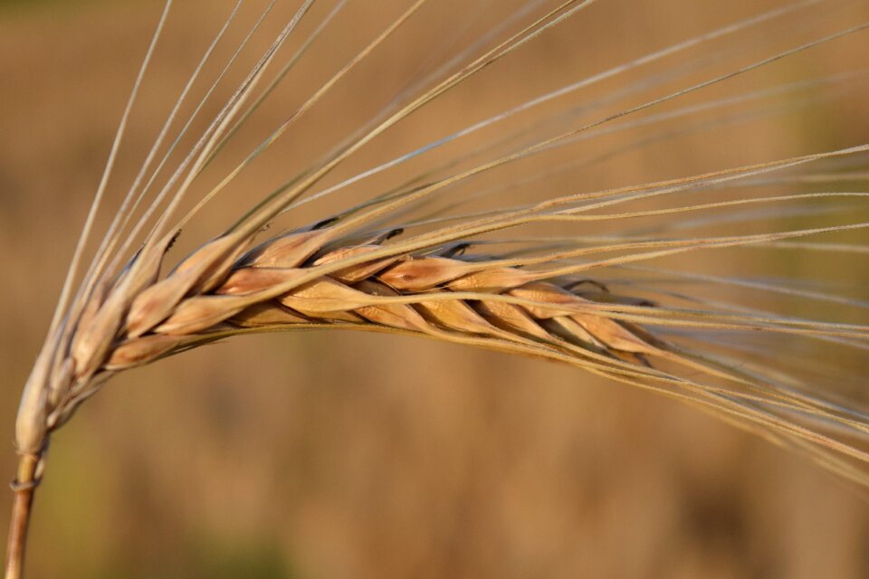 Grain agriculture nourishing barley