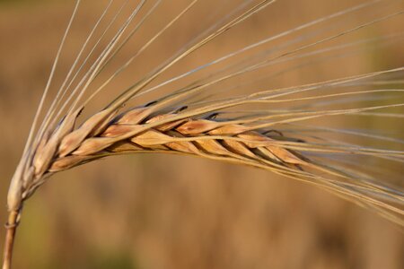 Grain agriculture nourishing barley