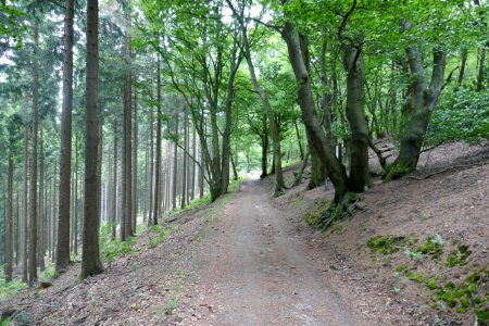 Bielefeld - Osning - Buchen-Krüppelwald - 1