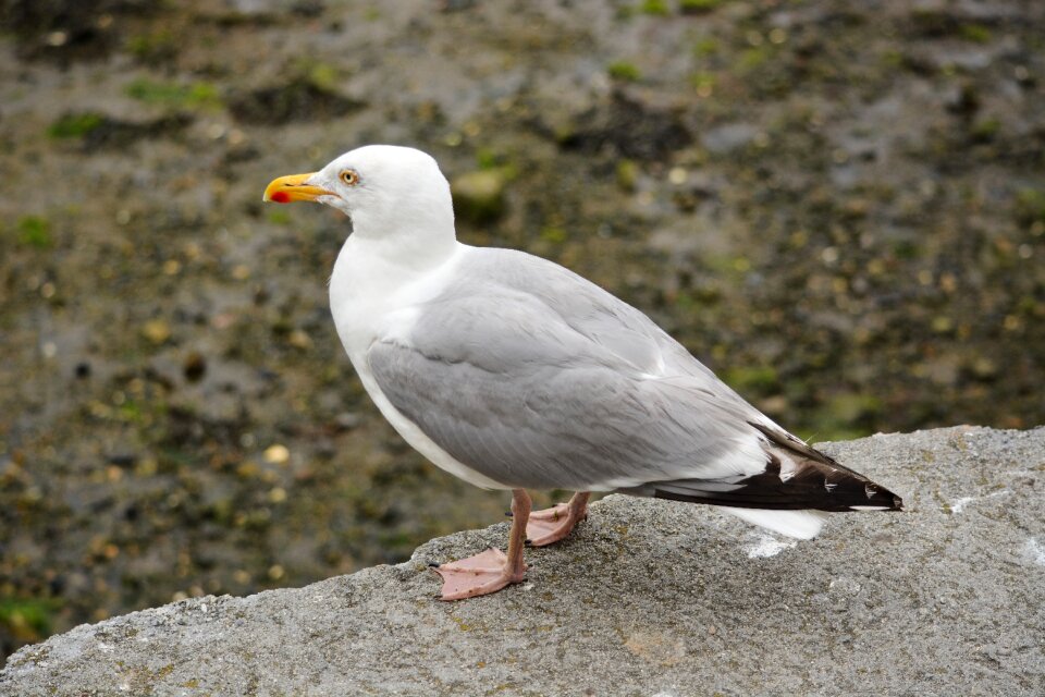 Ornithology seabird nature