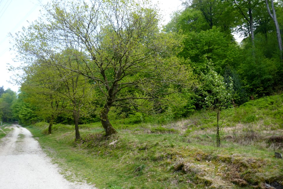 Bielefeld - NSG Markengrund - 10