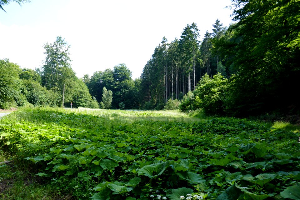 Bielefeld - Waterboer - 1