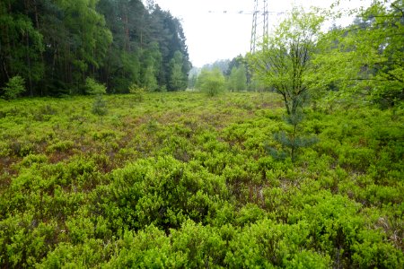 Bielefeld - NSG Markengrund - 05