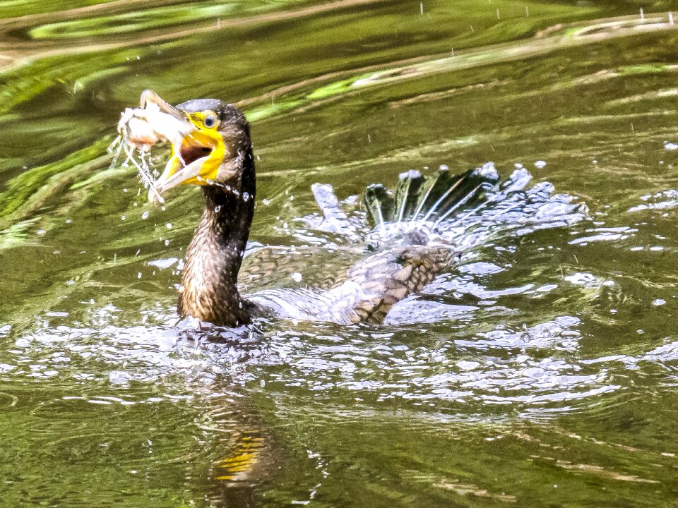 Water bird nature animal