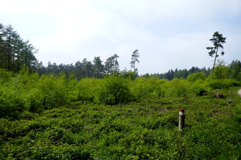 Bielefeld - NSG Markengrund - 16