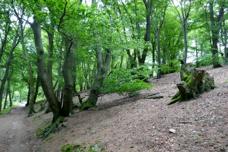 Bielefeld - Osning - Buchen-Krüppelwald - 3