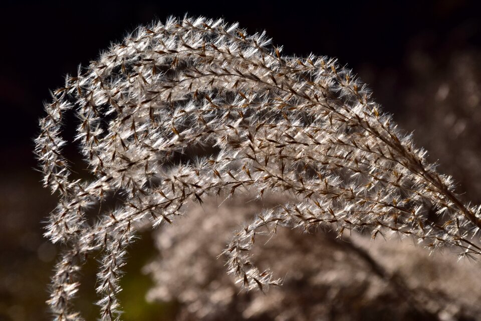 Nature blade of grass plant