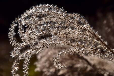 Nature blade of grass plant