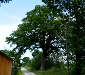Bielefeld - Stieleiche Buschkampstraße