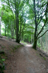 Bielefeld - Osning - Buchen-Krüppelwald - 2