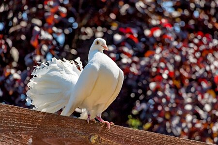 Bird winged feathered photo