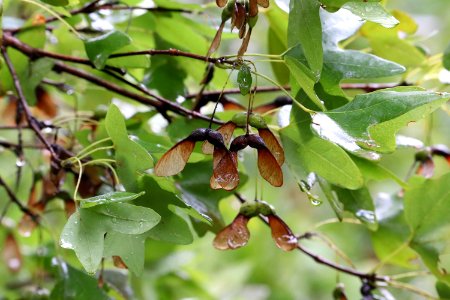 Bigtooth-maple-acer-grandidentatum-IMG 5957