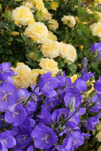 Garden bouquet shrub