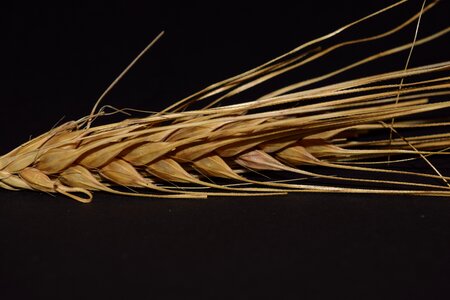 Grain nourishing barley close up