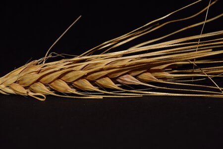 Grain nourishing barley close up photo