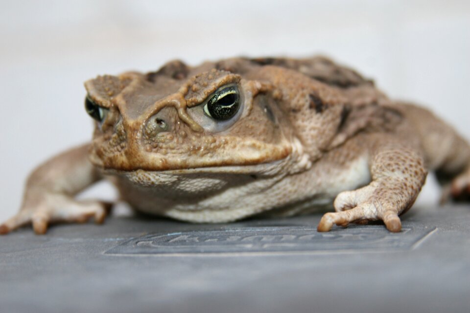 Sapito rough skin bufo bufo