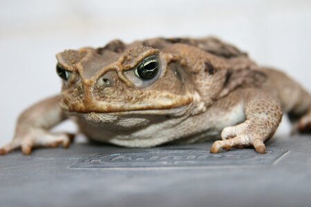 Sapito rough skin bufo bufo
