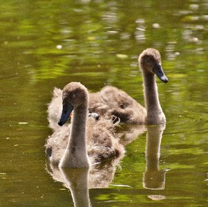 Water white water bird