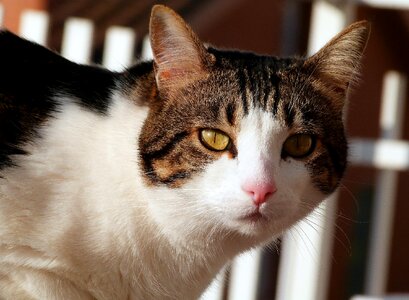 Shorthair kitty cute