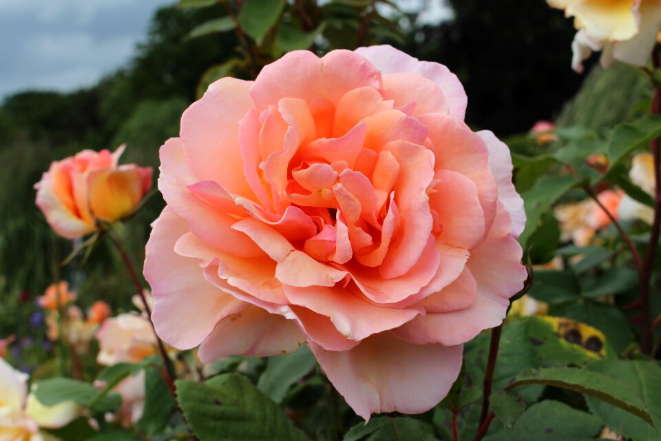 Blossom bloom rose