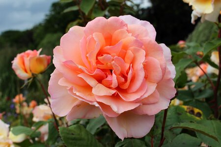 Blossom bloom rose photo