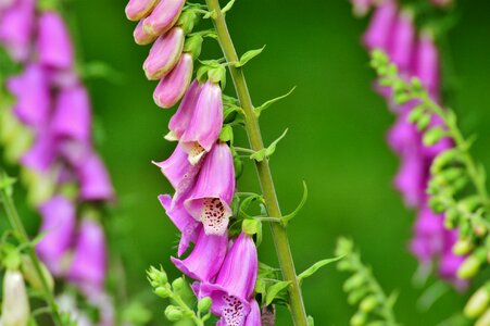 Bells plant spring flower photo