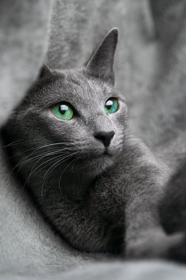 Look eyes gray