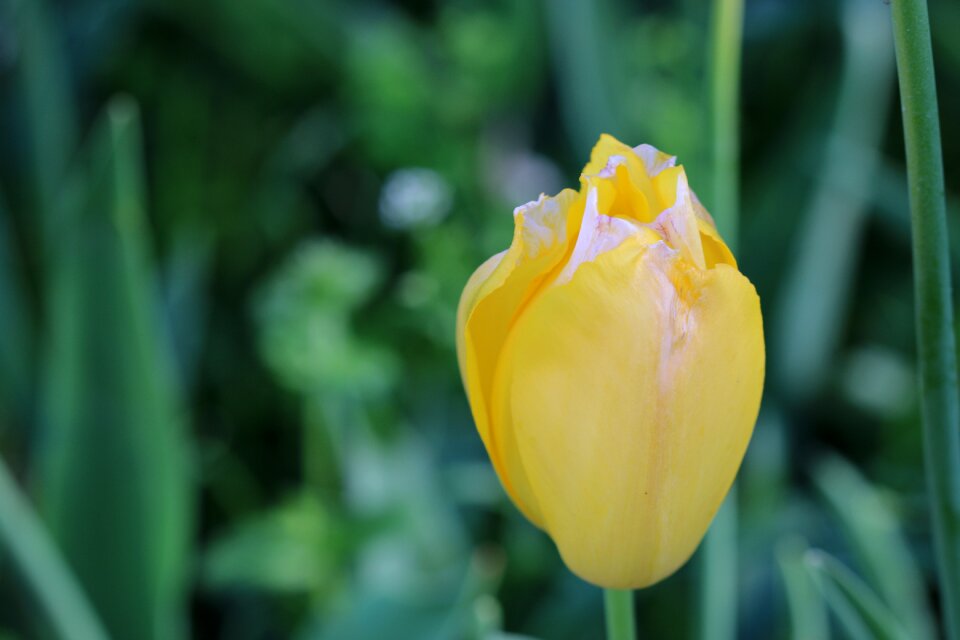 Nature flower spring