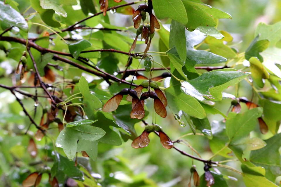 Bigtooth-maple-acer-grandidentatum-IMG 5958