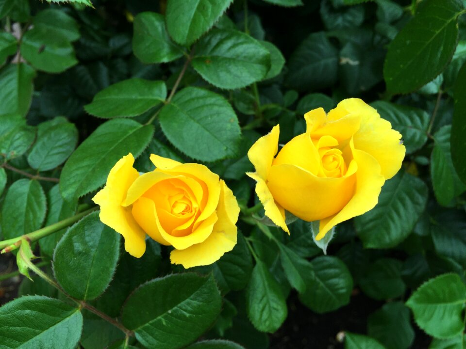 Bush flower blooming