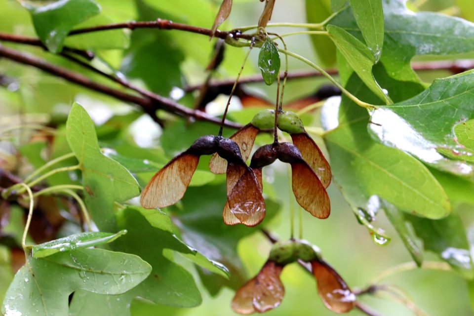 Bigtooth-maple-acer-grandidentatum-IMG 5956