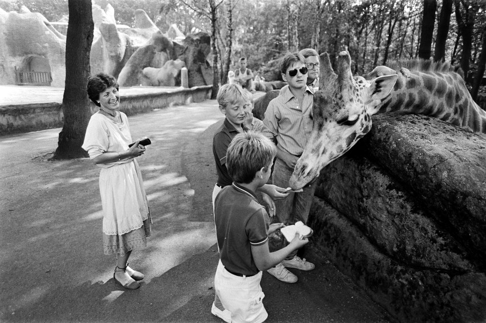 Bij de giraffen, Bestanddeelnr 932-6521
