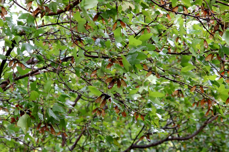 Bigtooth-maple-acer-grandidentatum-IMG 5954