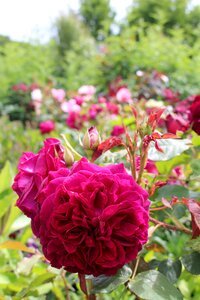 Bloom rose bloom floristry