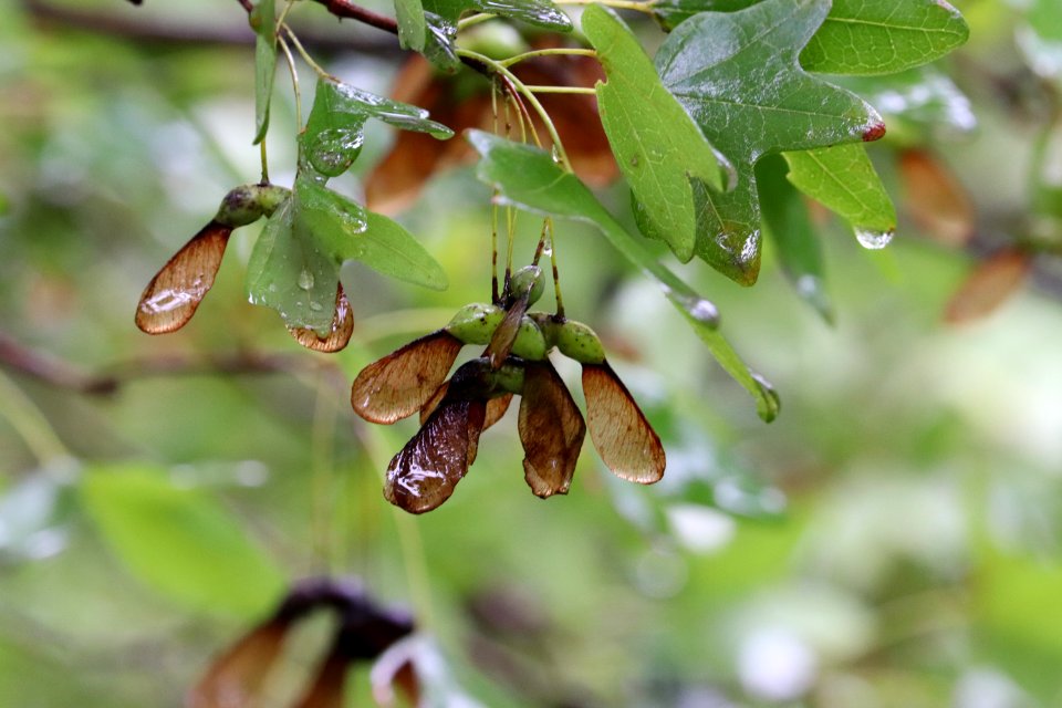 Bigtooth-maple-acer-grandidentatum-IMG 5955