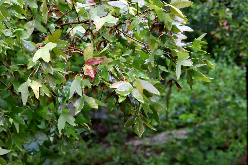 Bigtooth-maple-acer-grandidentatum-IMG 5952