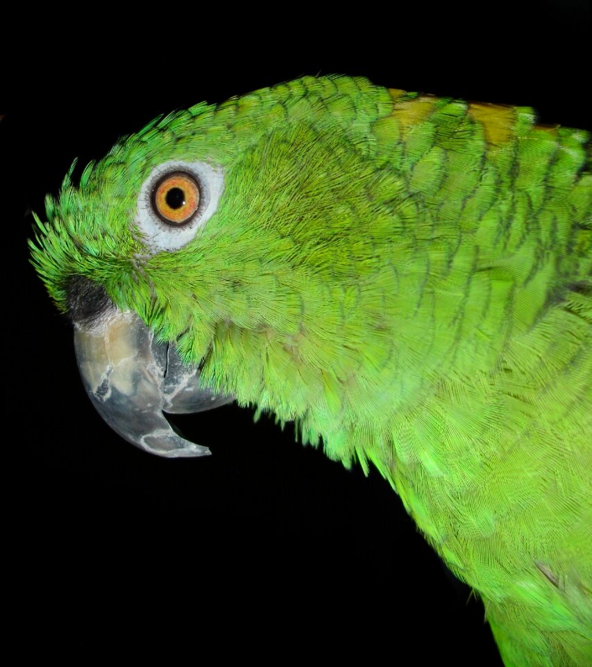 Amazone feather plumage