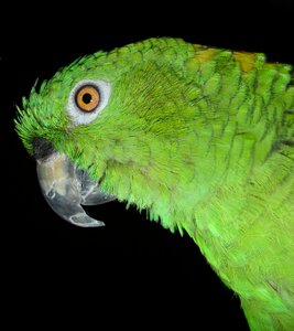Amazone feather plumage