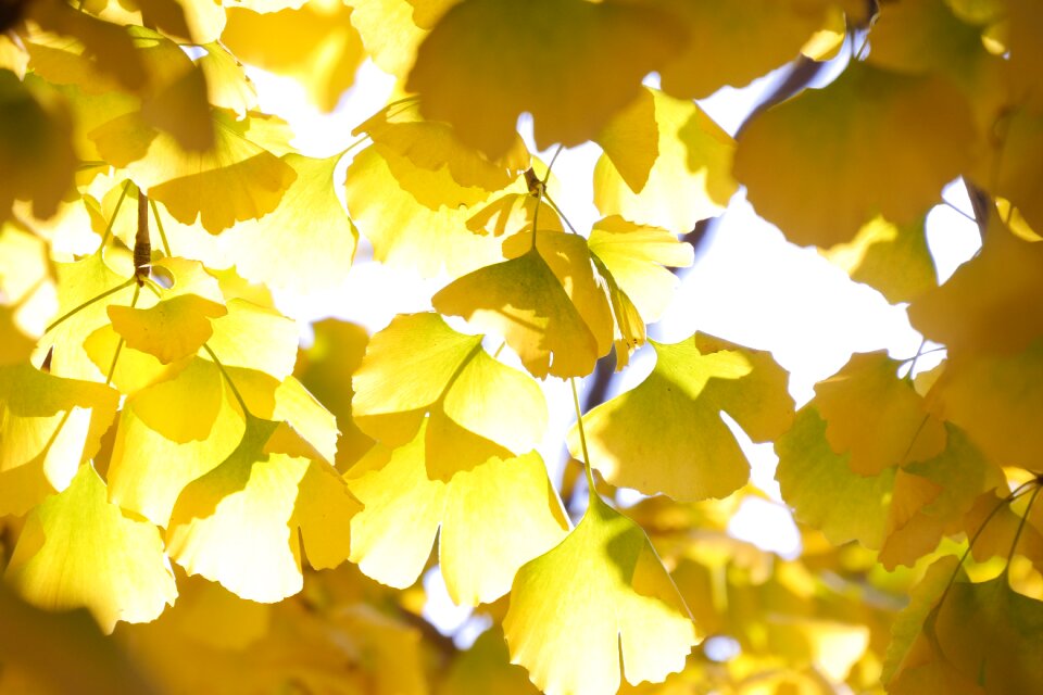 Republic of korea yellow color