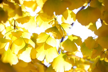 Republic of korea yellow color