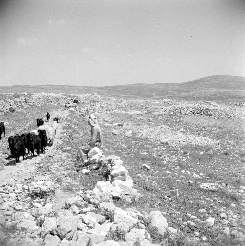 Bij Khibet Koufin langs de weg van Bethlehem naar Hebron, Bestanddeelnr 255-5500