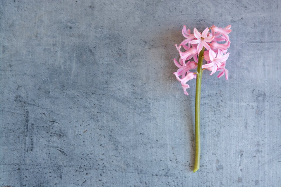 Pink flower flowers pink flowers